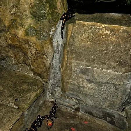 Kraszkowka U Michala דירה